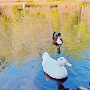 Meet your Posher, Clover